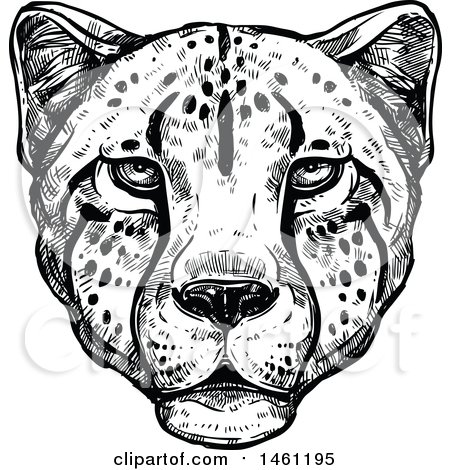 450x470 Royalty Free Big Cat Illustrations By Vector Tradition Sm
