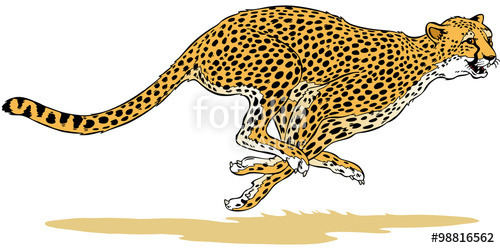 500x248 Cheetah Vector For Advertising Stock Image And Royalty Free