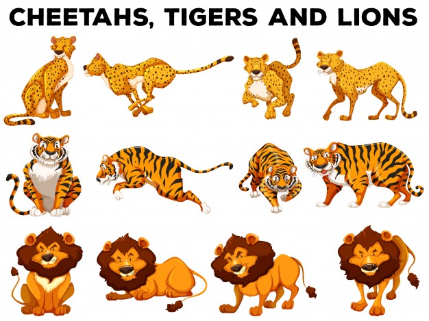 626x469 Cheetah Vectors, Photos And Psd Files Free Download