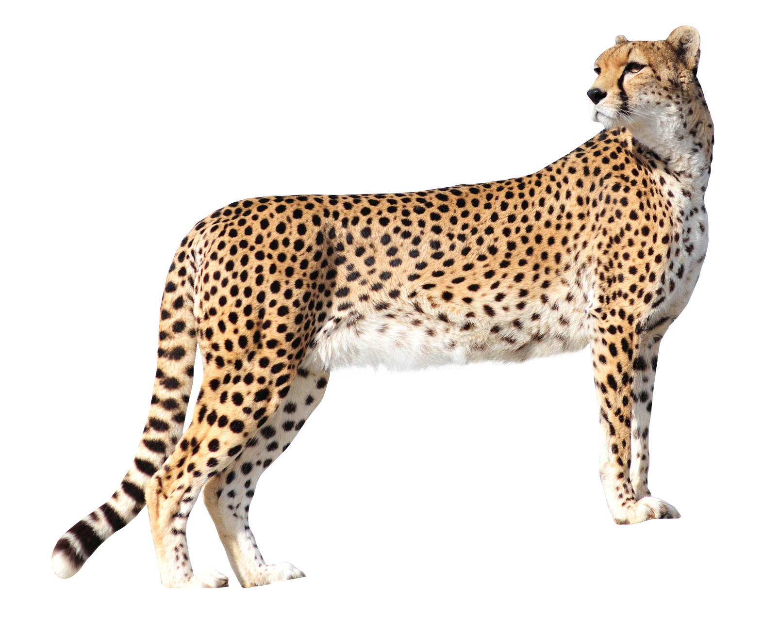 1607x1311 Collection Of Free Cheetah Vector Mammal. Download On Ubisafe