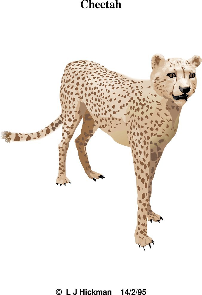 676x984 Free Cheetah Psd Files, Vectors Amp Graphics