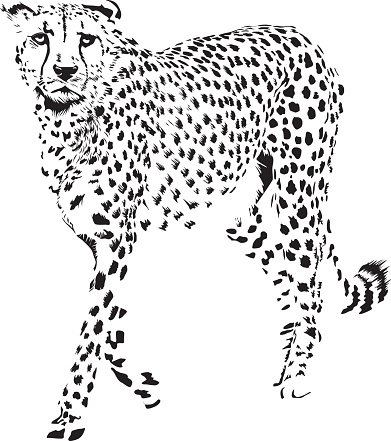 391x441 Cheetah Vector 9 An Images Hub