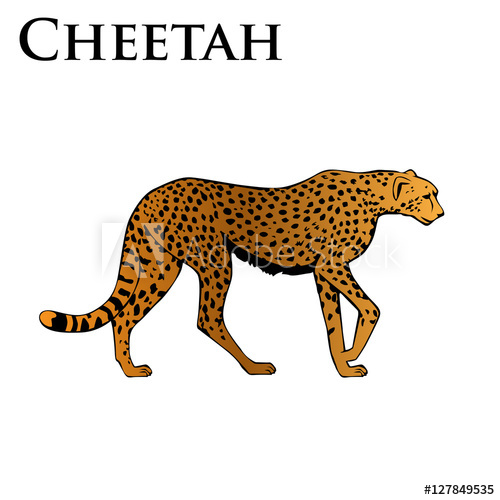 500x500 Colored Cheetah Vector Illustration