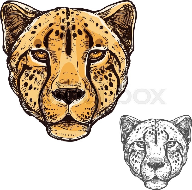 800x794 Cheetah African Wild Animal Head Or Leopard Muzzle Sketch. Vector