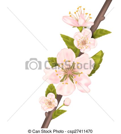 427x470 Close Up Cherry Blossom, Branch Of Tree Isolated On White