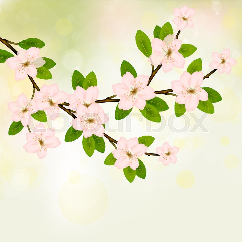 800x800 Blooming Branch Vector With Pink Spring Blossom. Card With Text