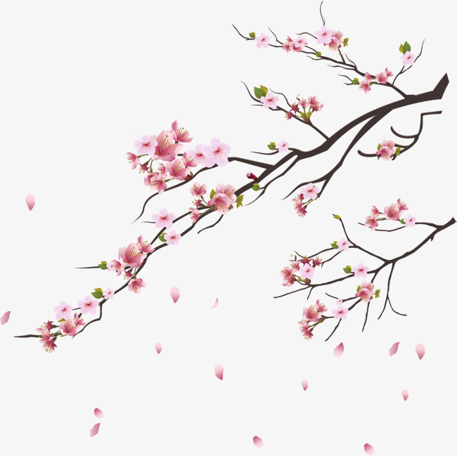 650x649 Pink Cherry Blossoms, Branches, Flowers And Trees, Plant Png And