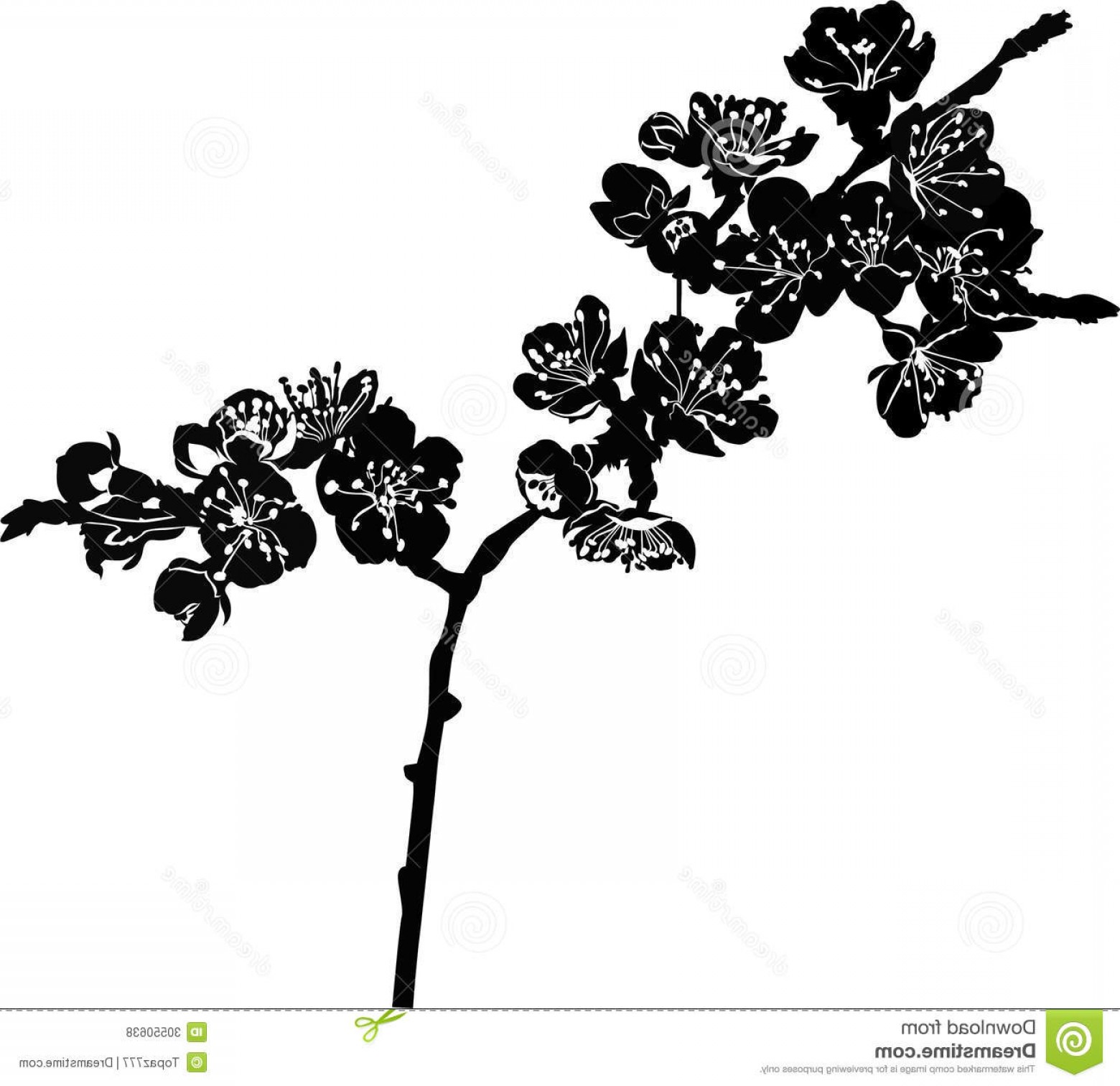 1560x1512 Royalty Free Stock Photos Vector Cherry Blossom Branch Isolated