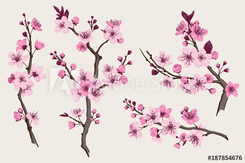 500x333 Sakura. Pink Cherry Blossom Branch. Vector Botanical Illustration