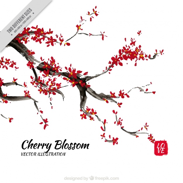 626x626 Watercolor Cherry Blossoms Branch Background Vector Free Download