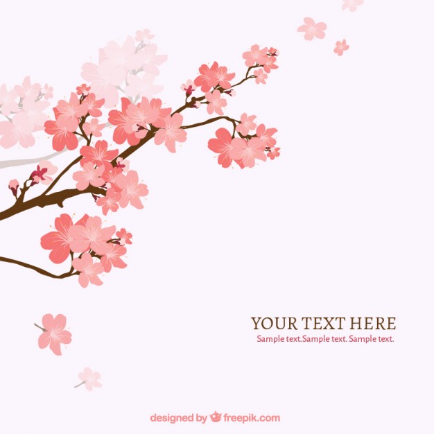 626x626 Cherry Blossom Tree Vectors, Photos And Psd Files Free Download