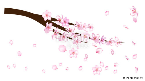 500x281 Realistic Cherry Branch Illustration Vector. Blooming Sakura