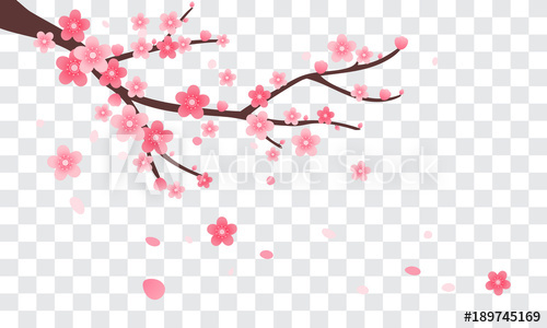 500x300 Sakura Branch With Falling Petals Vector Illustration. Pink Cherry