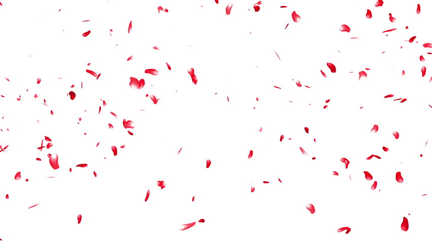 852x480 Falling Sakura Petals Cherry Blossoms Stock Footage Video (100