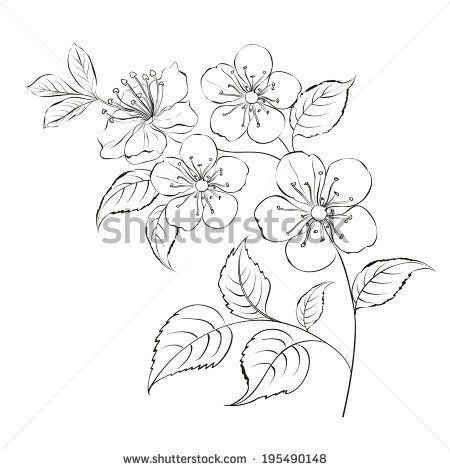 450x470 Spring Cherry Blossom Sakura Isolated Over White. Vector