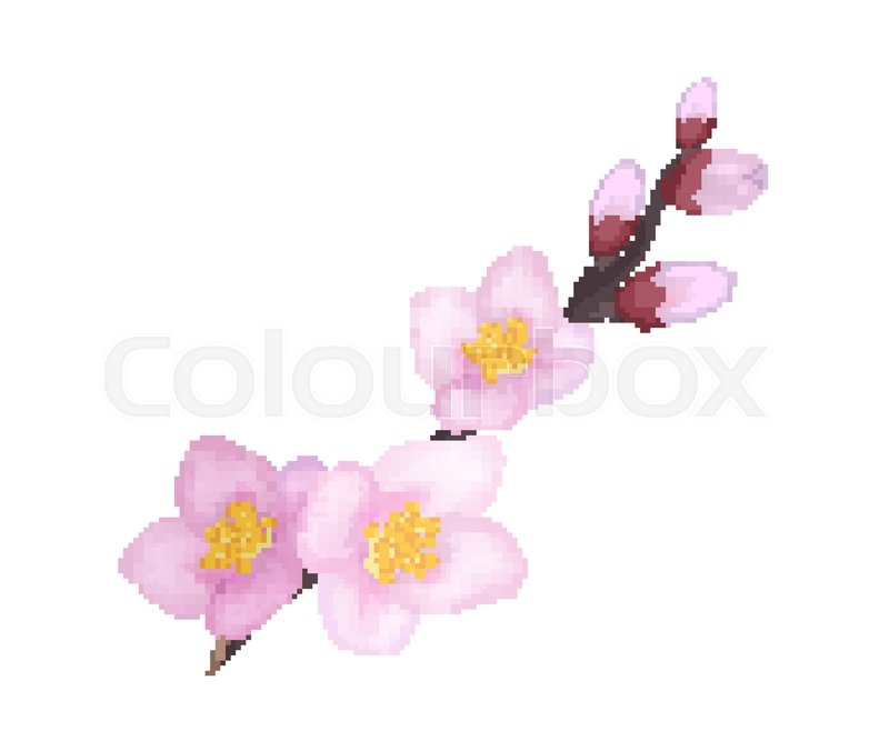 800x676 Branch Of Sakura Or Cherry Blooming Flowers Vector Illustration