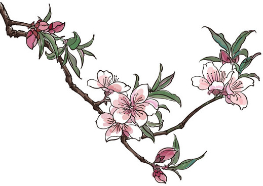 519x368 Peach Blossom Vector Free Vector Download (745 Free Vector) For