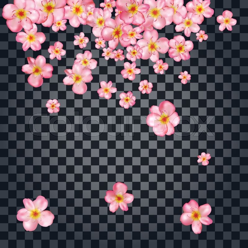 800x800 Abstract Background With Beautiful Pink Cherry Blossom. Vector