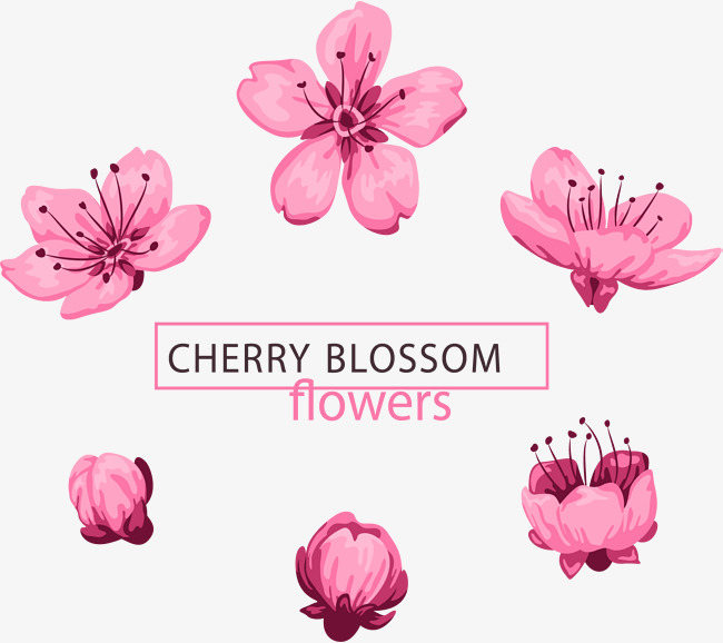 650x578 Pink Cherry Blossoms, Vector Material, Pink Png And Vector For
