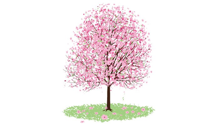 680x395 Cherry Blossom Vector Vectorish