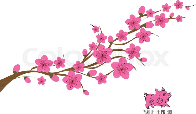 800x466 Japan Cherry Blossom Branching Tree Vector Illustration. Japanese