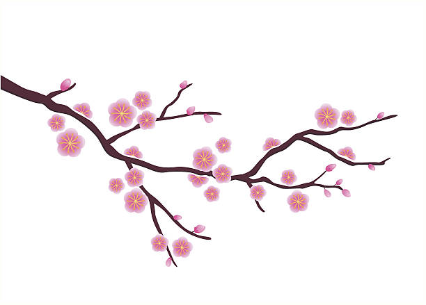 612x439 Royalty Free Plum Blossom Clip Art Vector Amp Illustrations Cherry