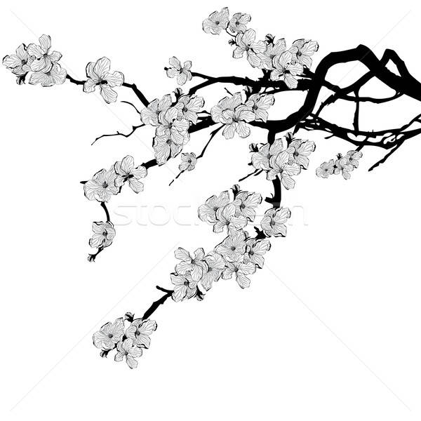 600x600 Branch Of Cherry Tree Vector Illustration Tanais ( 6844716