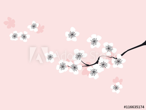 500x378 Branch Of White Blossoming Sakura. Japanese Cherry Tree. Vector