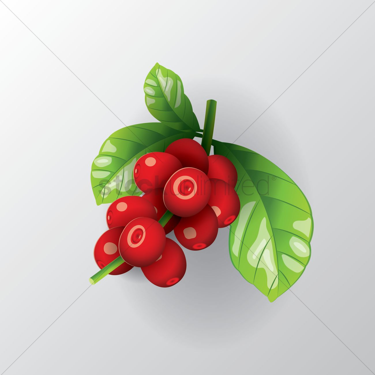 1300x1300 Coffee Cherry Vector Image