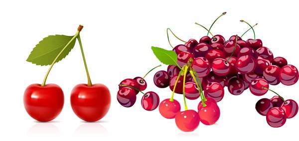 600x283 Elegant Cherry Vector Vector Biology Free Vector Download