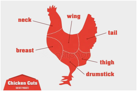 450x300 Chicken Breast Anatomy Astonishing Chicken Breast Stock Vectors