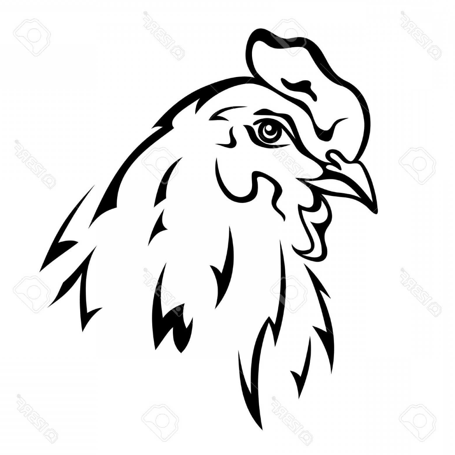 1560x1560 Photochicken Head Vector Illustration Black And White Outline