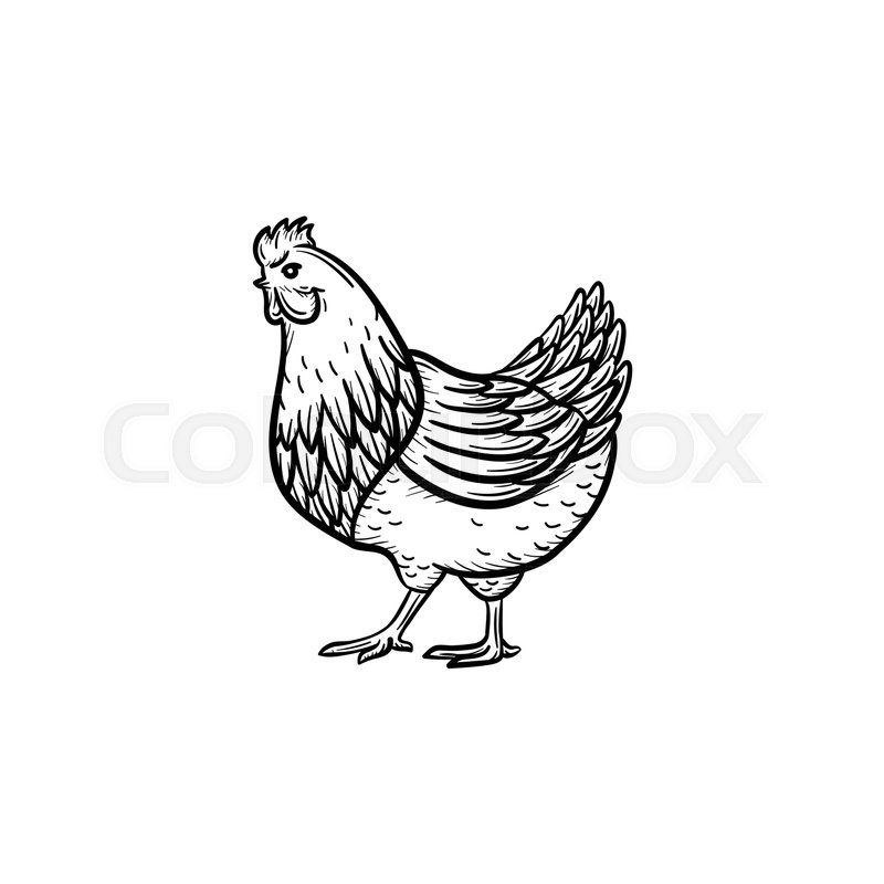 800x800 Vector Hand Drawn Chicken Head Outline Doodle Icon. Chicken Head