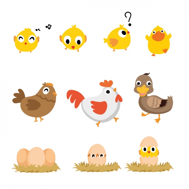 626x626 Chicken Vectors, Photos And Psd Files Free Download
