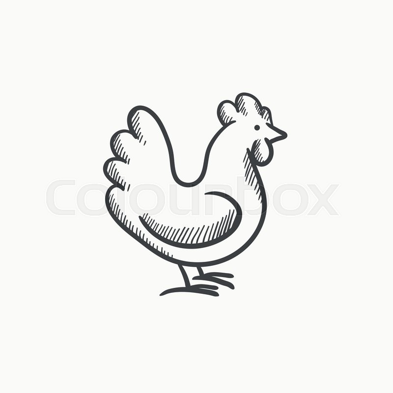 800x800 Chicken Sketch Icon For Web, Mobile And Infographics. Hand Drawn