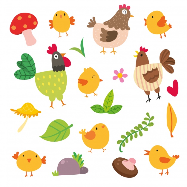 626x626 Chicken Illustrations Collection Vector Free Download