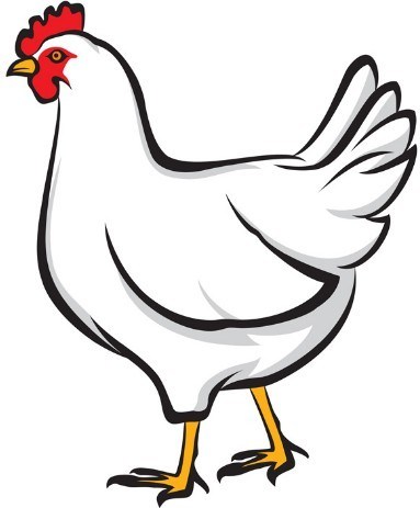 383x463 Free Simple Vector Chicken Illustration 01