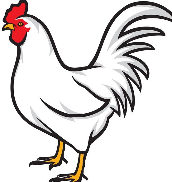 552x583 Free Simple Vector Chicken Illustration 02
