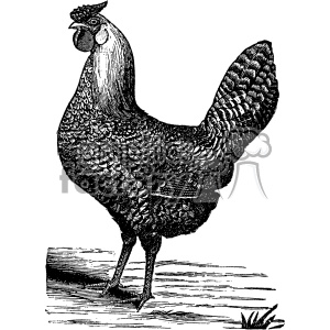 300x300 Royalty Free Vintage Chicken Vector Vintage 1900 Vector Art Gf