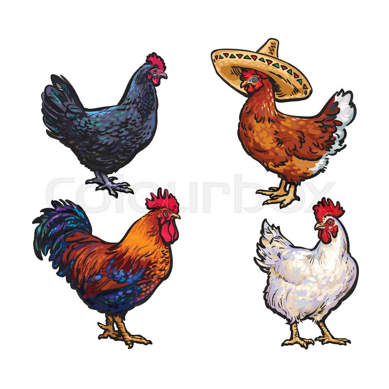 800x799 Vector Cartoon Hand Drawn Sketch Chicken Set. Brown Blue, White
