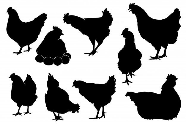 626x417 Chicken Vectors, Photos And Psd Files Free Download