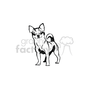 300x300 Royalty Free Small Chihuahua Vector 131987 Vector Clip Art Image