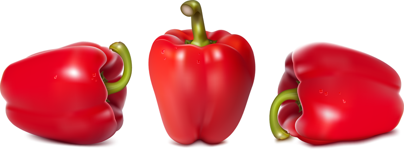800x295 Fine Chili Peppers Vector