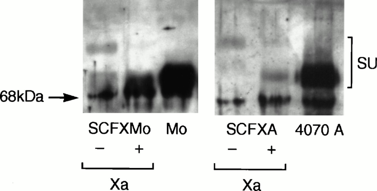 1280x649 Inverse Targeting Of Retroviral Vectors Selective Gene Transfer