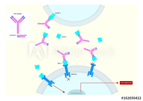 500x354 Main Anti Inflammatory Actions Of Infliximab, A Chimeric
