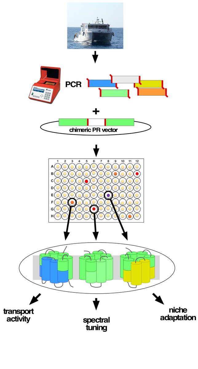 644x1200 Oded Beja On Twitter The Use Of A Chimeric