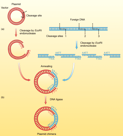 500x552 Restriction Enzymes
