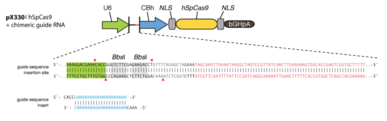 1305x409 Addgene Px330 U6 Chimeric Bb Cbh Hspcas9