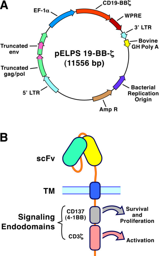 512x822 The Biotechnology Of Chimeric Antigen Receptors For Cyt Open I