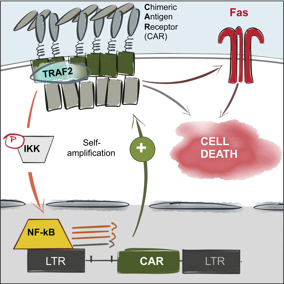 996x996 Tonic 4 1bb Costimulation In Chimeric Antigen Receptors Impedes T